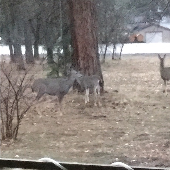 Meet your Posher, Isaiah - Picture 6 of 12